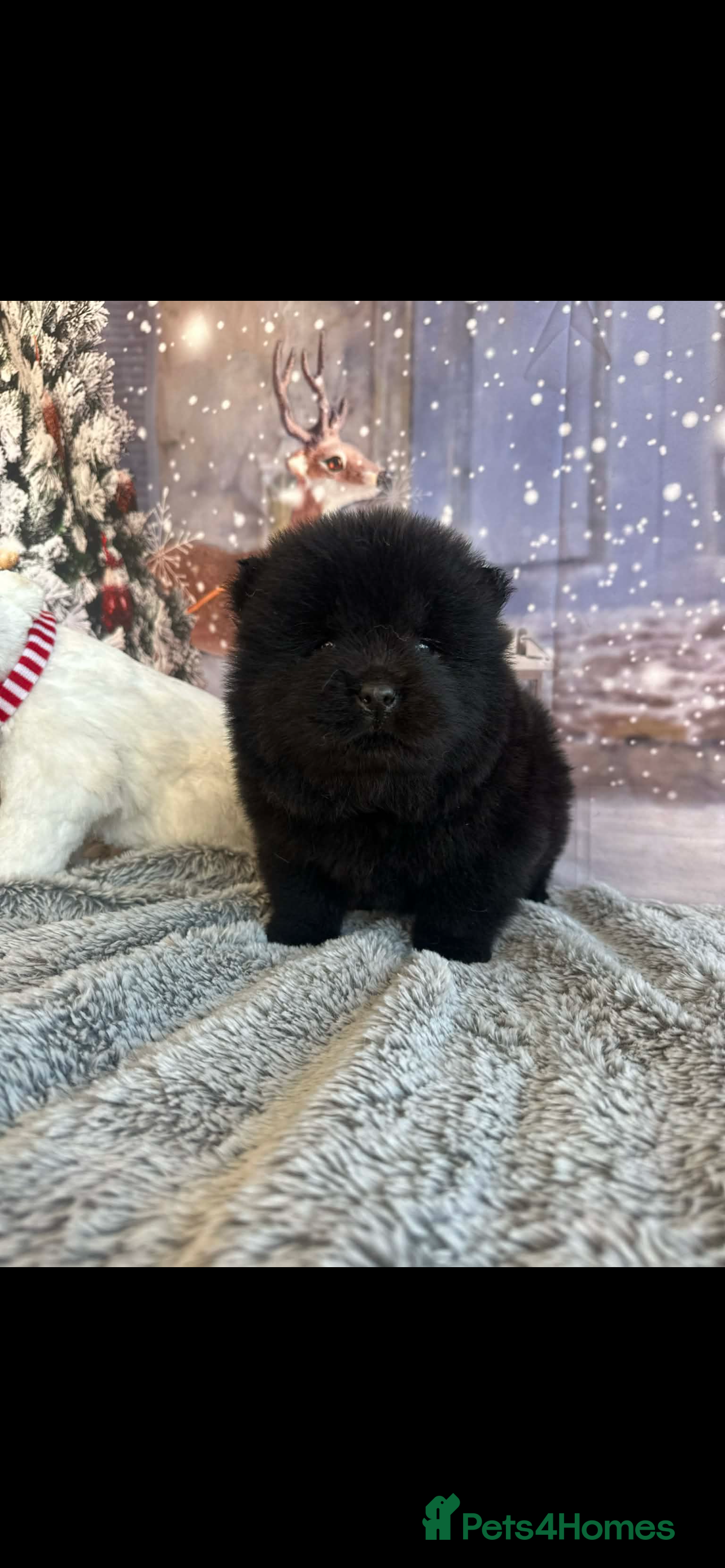 Chow Chow dogs Chow chow puppies for sale  - Advert 7