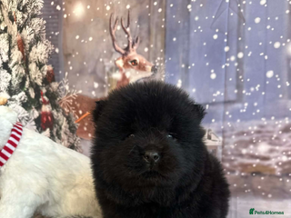 Chow Chow dogs Chow chow puppies for sale - Advert 3
