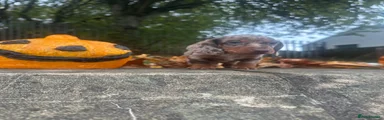 Miniature Dachshund 2