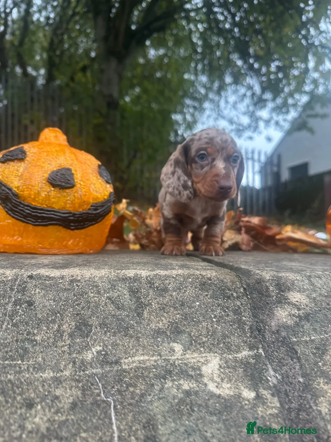 Miniature Dachshund dogs for sale: Miniature Dachshund  - Advert 26