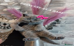 British Shorthair cats for sale: OUTSTANDING🏆PEDIGREE🎖CH SIRED in Dudley - Image 12