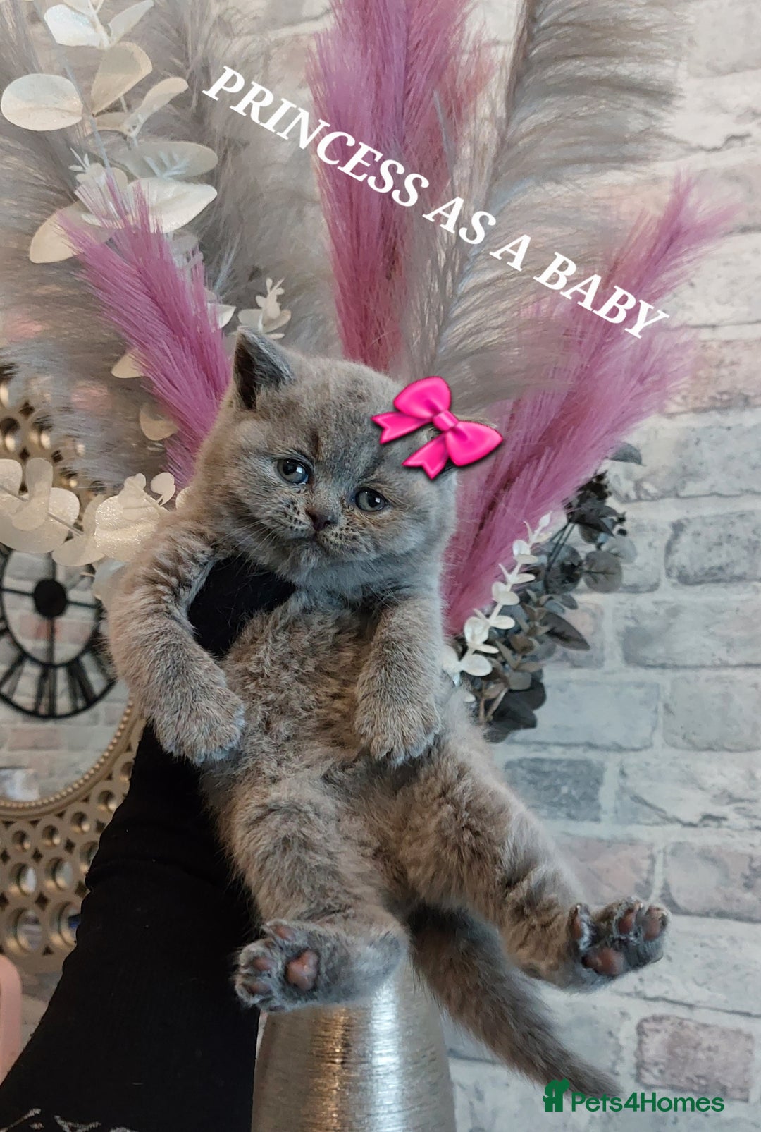 British Shorthair cats for sale: OUTSTANDING🏆PEDIGREE🎖CH SIRED in Dudley - Image 12