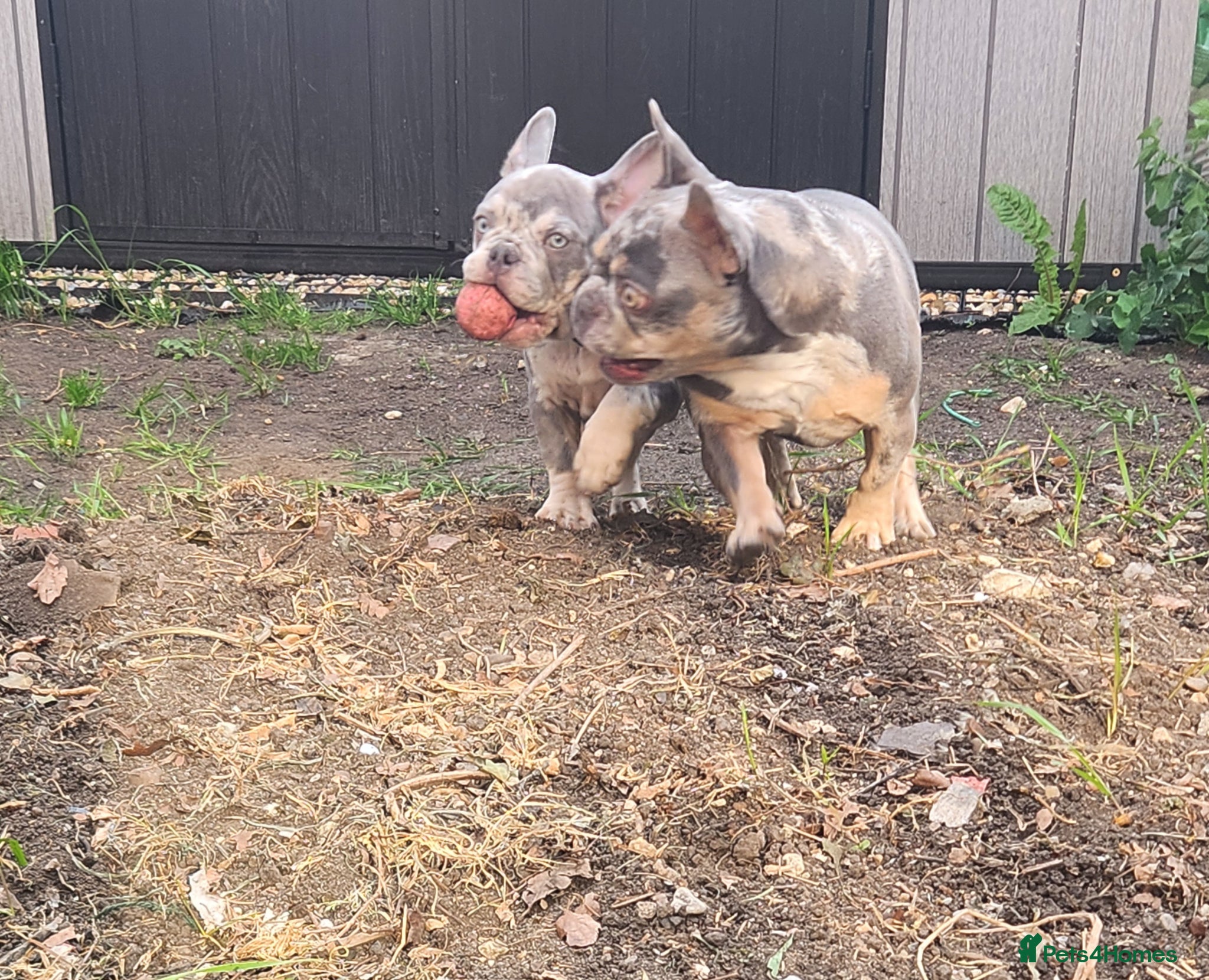 French Bulldog dogs Most Ardoarble Frenchies - Advert 1