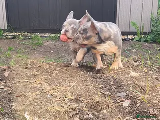 French Bulldog dogs Most Ardoarble Frenchies - Advert 1