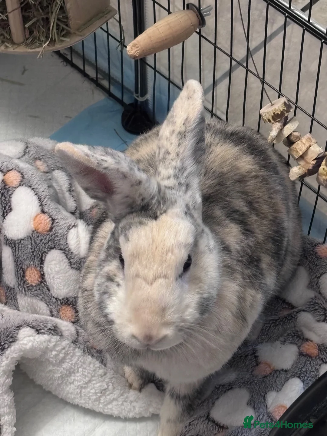 Mixed Breed rabbits for sale: Male and Female Mini Rex/Lion Head Rabbits in Rochester - Advert 2