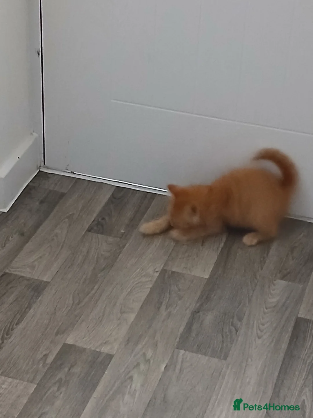 Domestic Shorthair cats for sale: Ginger kitten - Advert 2