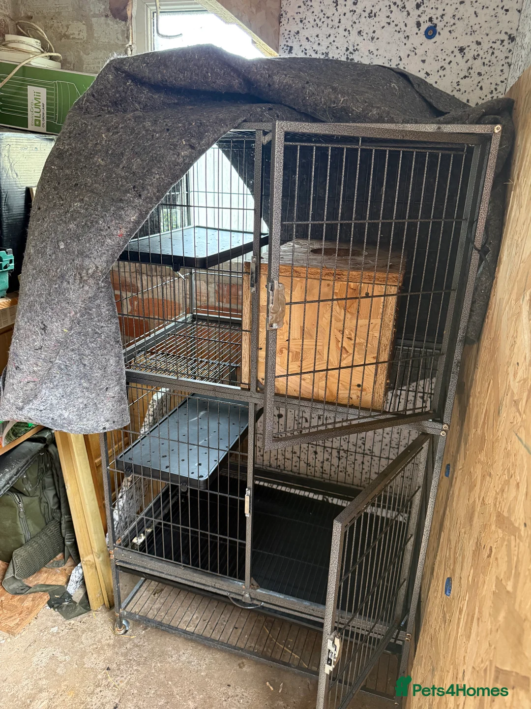 Ferret rodents for sale: 2 Boys for adoption - Advert 9