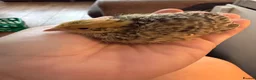 Quail poultry for sale: Progressive Pied & Designer Coturnix Quail Chicks - Advert 3