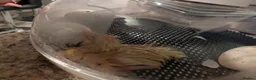 Ducks poultry for sale: Ducklings Hatching soon 15th October  - Advert 4