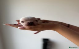 French Bulldog dogs for sale: French bull dogs for sale  - Image 14