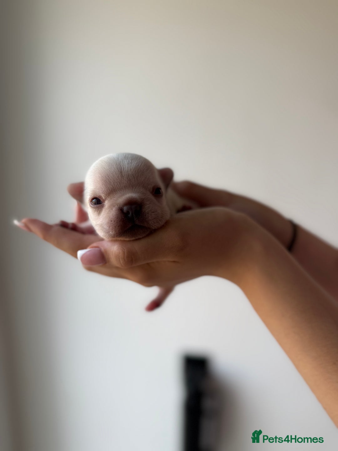 French Bulldog dogs for sale: French bull dogs for sale  - Image 14