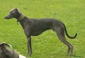 North East Lad Junior