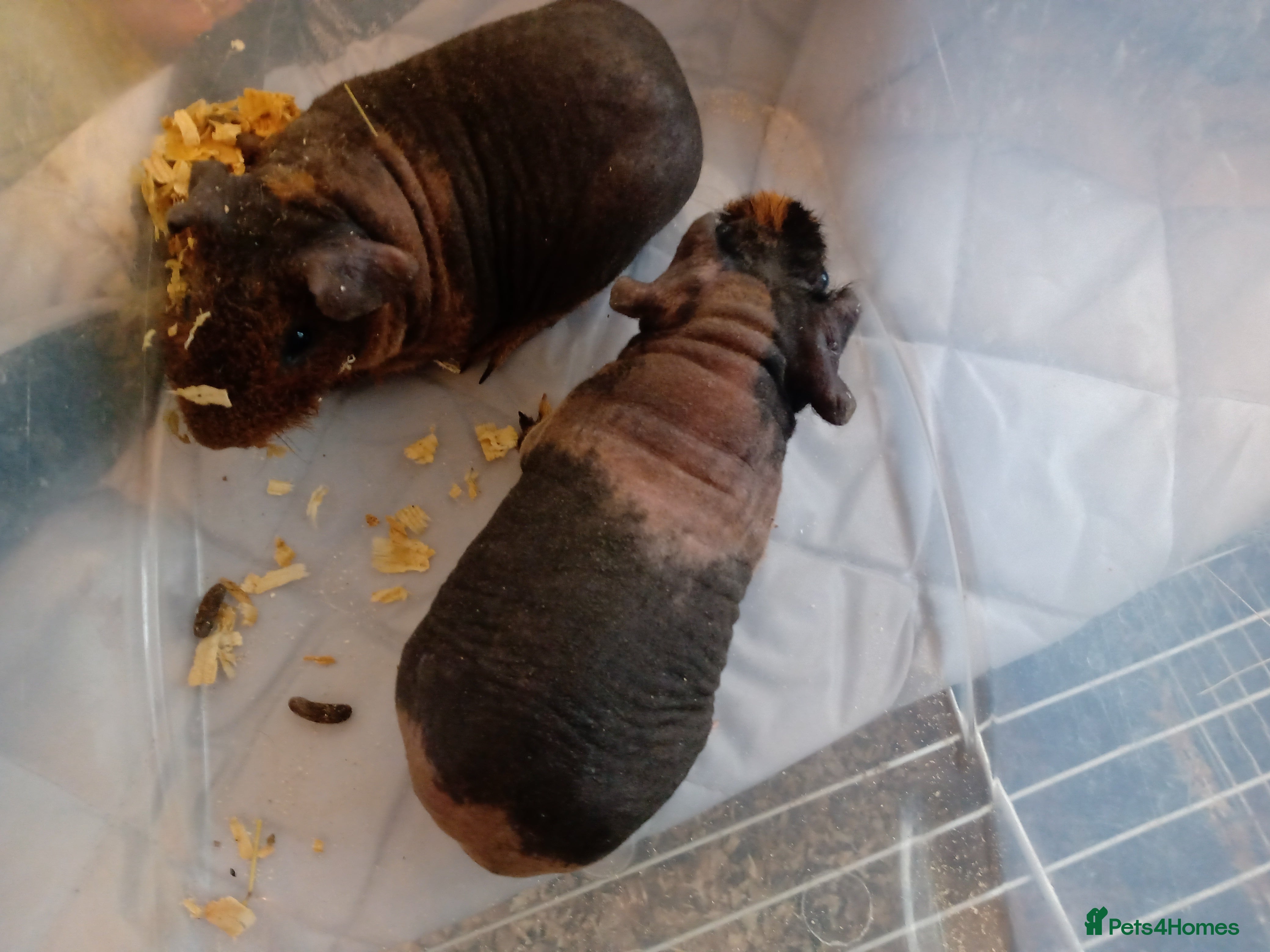 Guinea Pig rodents 4 male skinny pigs  - Advert 12