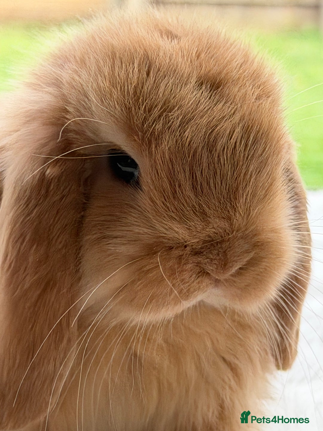 Mini Lop rabbits for sale: Mini lop - Advert 4
