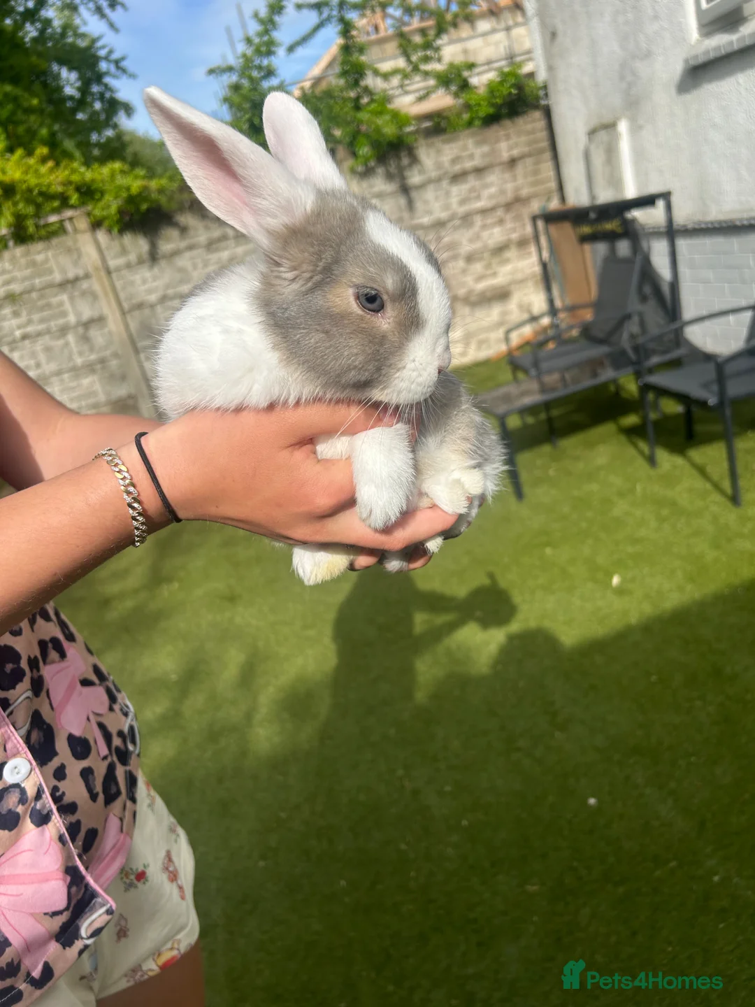 Mini Lop rabbits for sale: Mini lops for sale  in Leeds - Advert 2