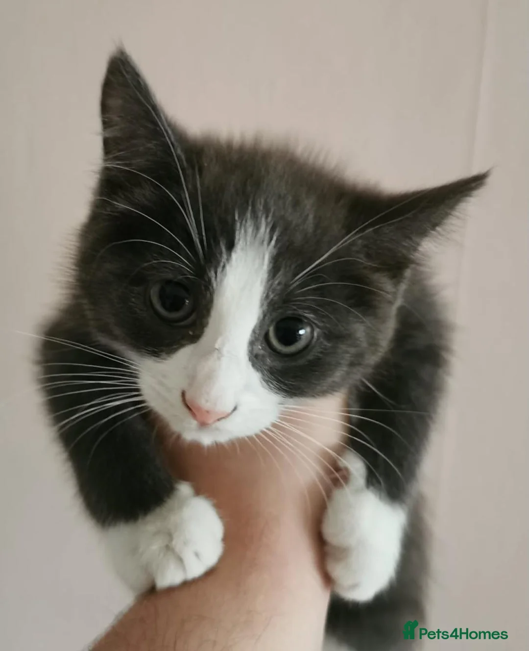 Mixed Breed cats for sale: Maine Coon X kittens in Swindon - Advert 2