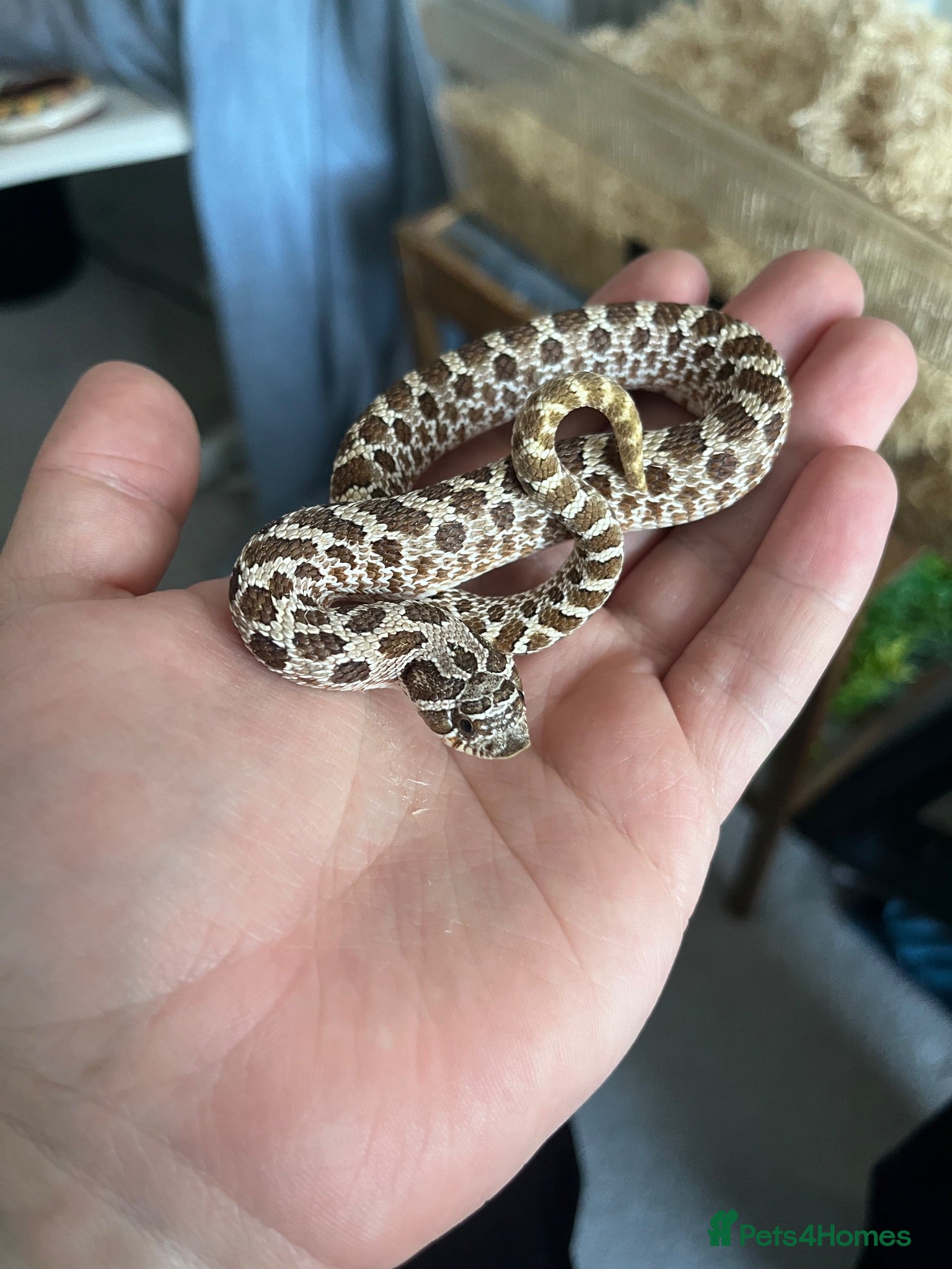 Snake reptiles Male Western Hognose for sale  - Advert 3