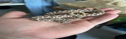 Snake reptiles for sale: Male Western Hognose for sale  - Advert 1