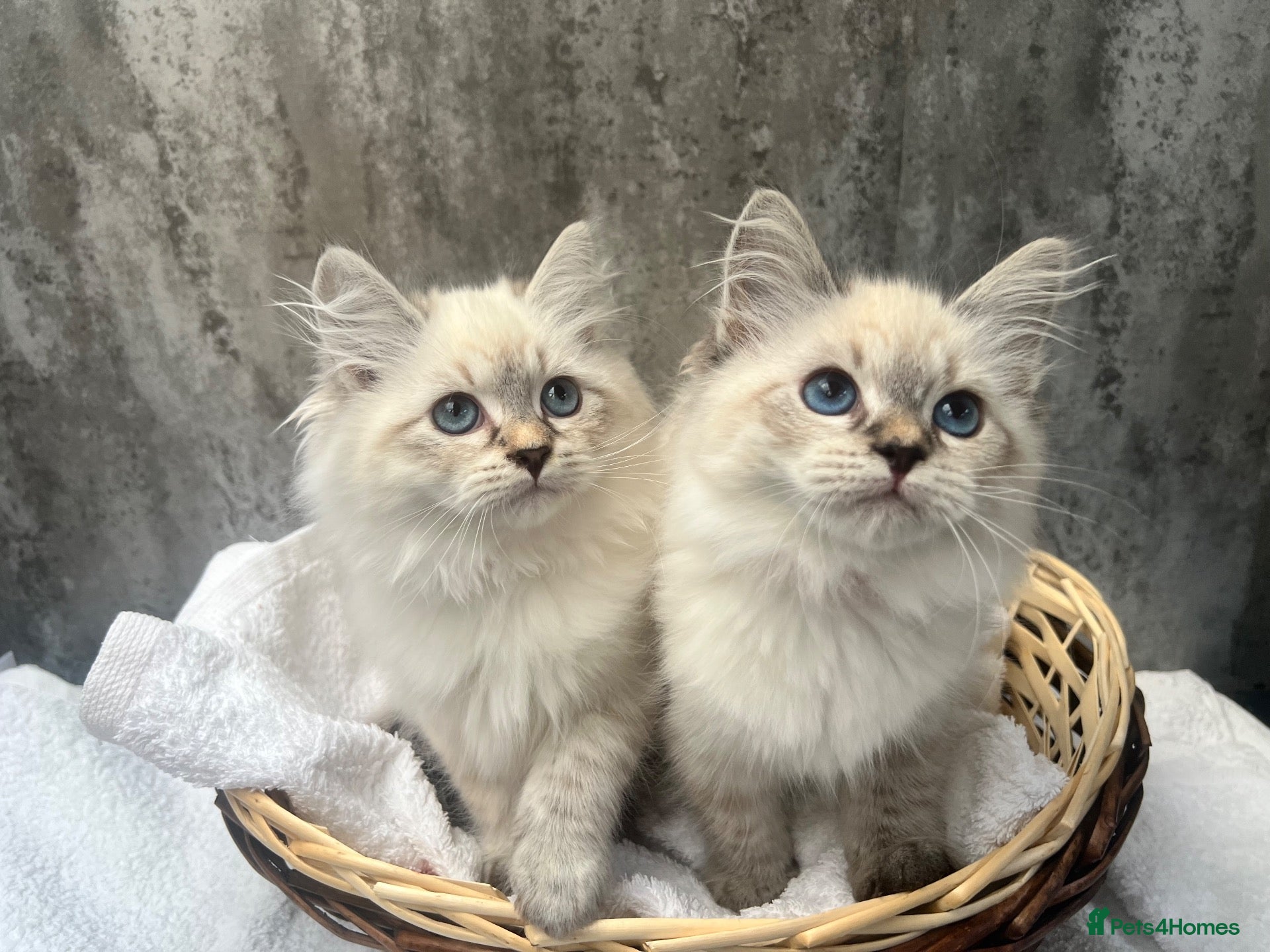 Siberian cats 💙💙Stunning GCCF Reg Siberian Babies💙💙 - Advert 1