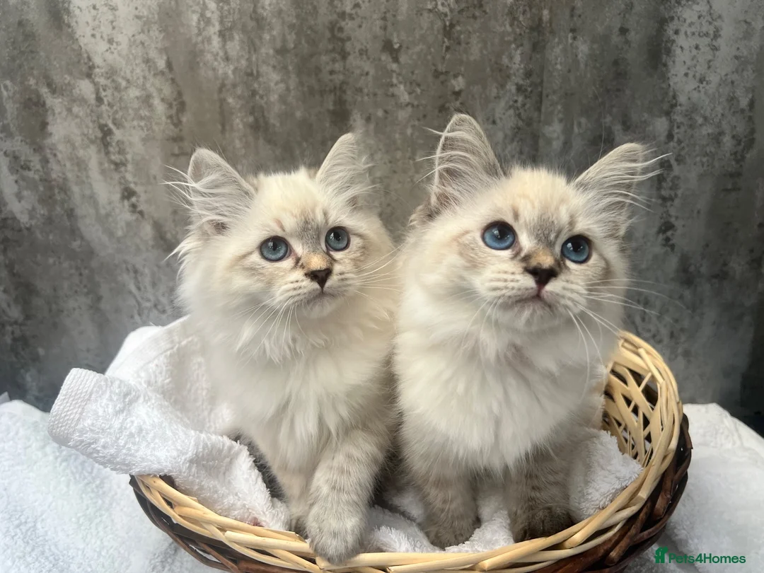 Siberian cats for sale: 💙💙Stunning GCCF Reg Siberian Babies💙💙 - Advert 1