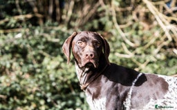 German Shorthaired Pointer dogs for stud: Outstanding GSP for Stud in Southampton - Image 1