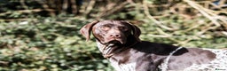German Shorthaired Pointer dogs for stud: Outstanding GSP for Stud in Southampton - Advert 1