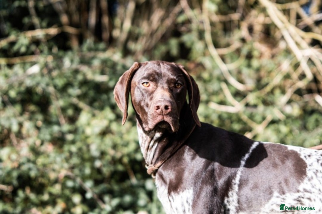 German Shorthaired Pointer dogs for stud: Outstanding GSP for Stud in Southampton - Image 1