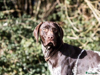 German Shorthaired Pointer dogs in Southampton - Advert 10