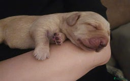 Labrador Retriever dogs for sale: KC Labrador Puppies – Ready 23rd August 🐾 - Image 10