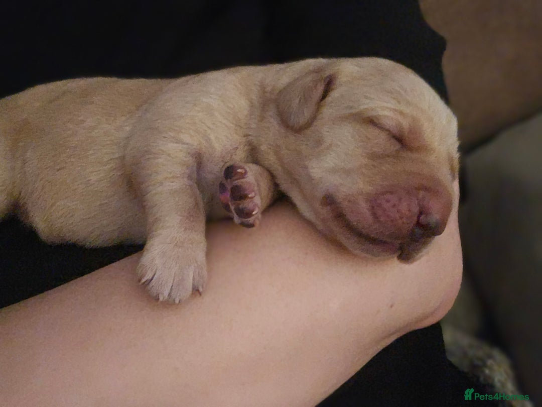 Labrador Retriever dogs for sale: KC Labrador Puppies – Ready 23rd August 🐾 - Image 10