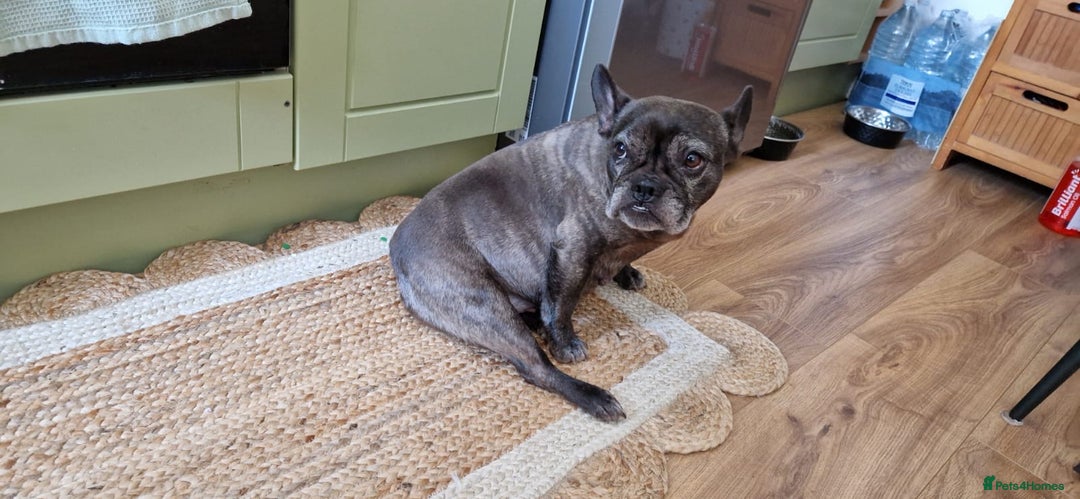 French Bulldog dogs for sale: (Reduced price)Adorable French bulldog Puppy in Bicester - Image 6