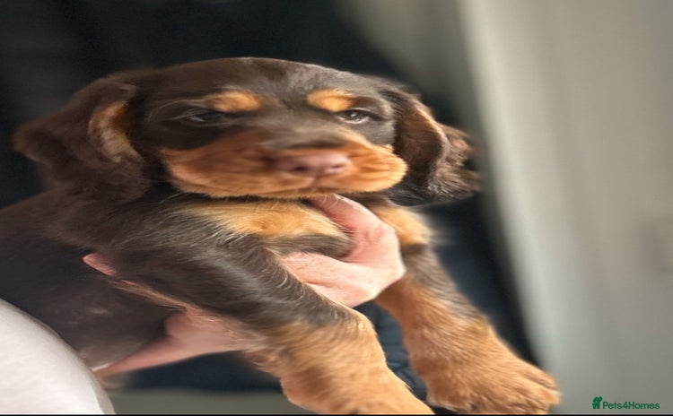 Cocker Spaniel dogs - Advert 3