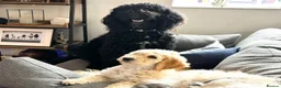 Double Doodle dogs for sale: Beautiful Golden St Bernadoodle Puppies for Sale  in Crewe - Advert 5