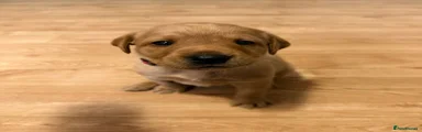Labrador Retriever 4