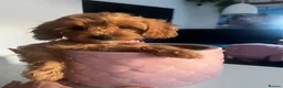 Cavapoo dogs for sale: Absolutely outstanding tiny cavapoo puppy  - Advert 1