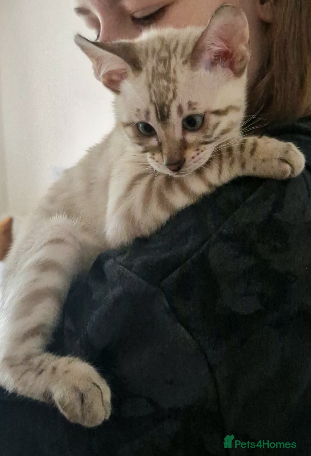 Bengal cats for sale: Snow Silver Glittered Bengal girl. - Advert 3