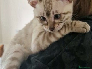 Bengal cats PEDIGREE Rare Silver Glittered Bengal girl. - Advert 9
