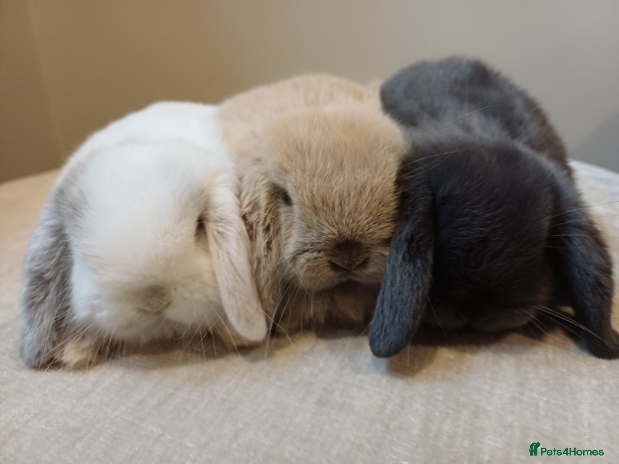 Mini Lop rabbits Adorable mini lop baby bunnies - Advert 16