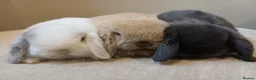 Mini Lop rabbits for sale: Adorable mini lop baby bunnies - Advert 1