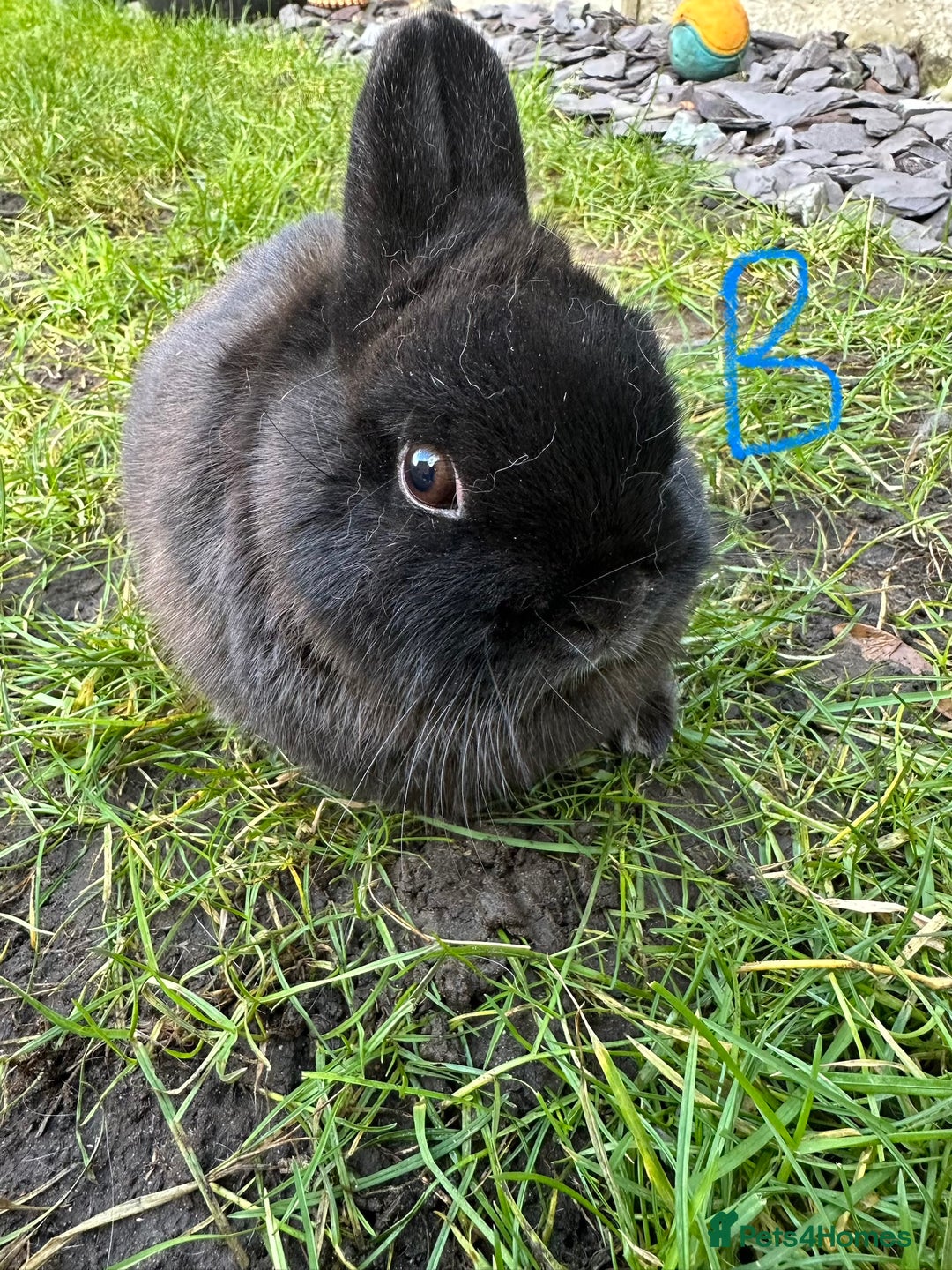 Netherland Dwarf rabbits for sale: Netherland Dwarf Rabbits for sale  - Advert 5