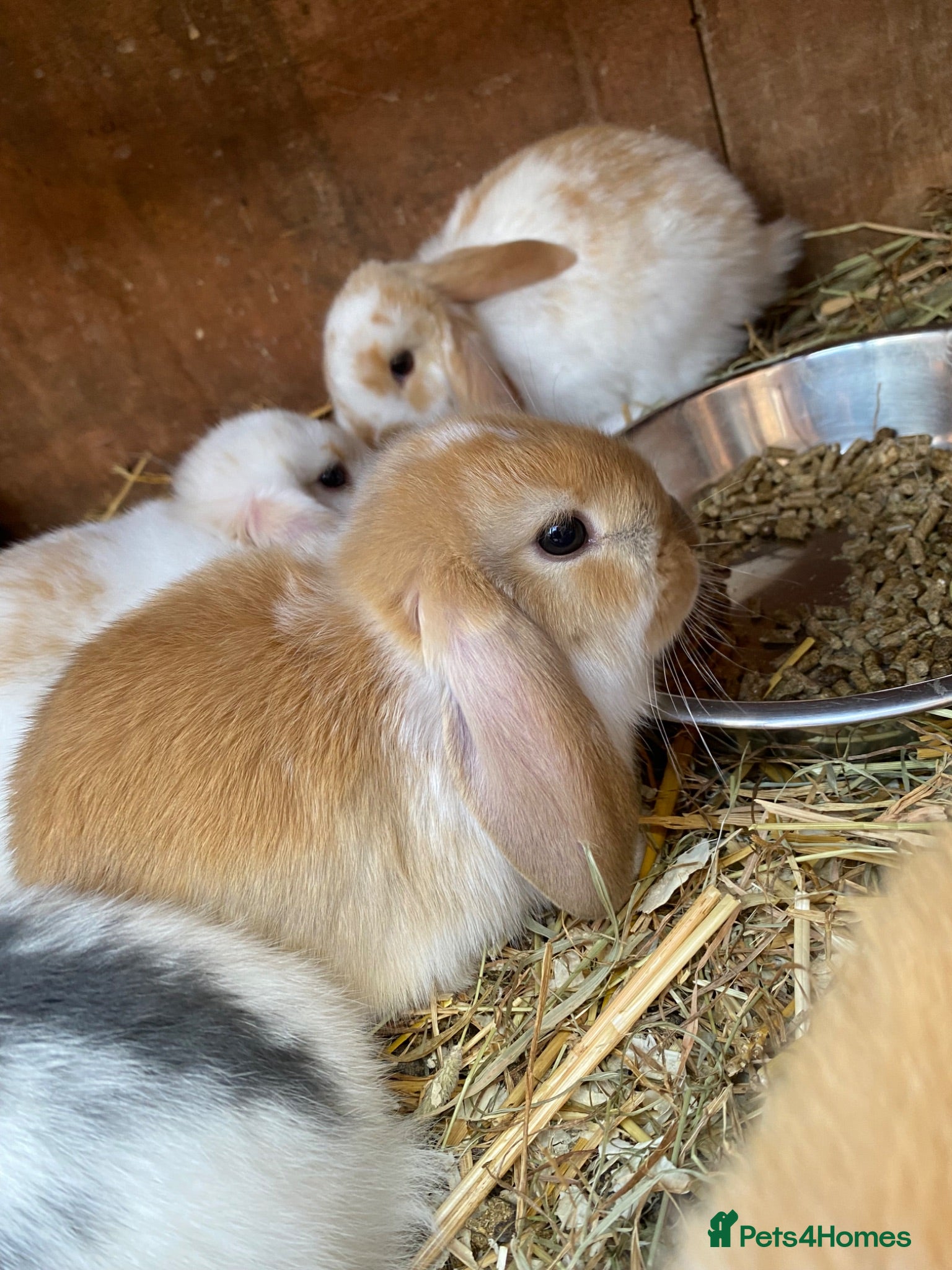 French Lop rabbits French lop bunnies for sale  - Advert 2