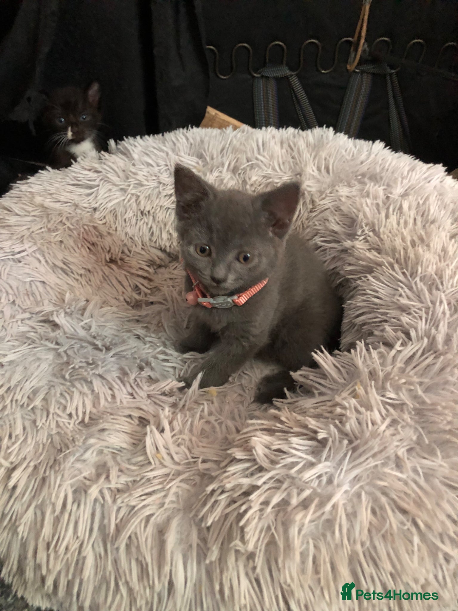 Russian Blue cats Russian blue beautiful babies - Advert 4