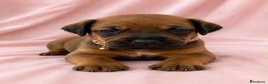 Rhodesian Ridgeback 5