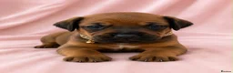 Rhodesian Ridgeback dogs for sale: Rhodesian Ridgeback Puppies Full European Pedigree - Advert 7