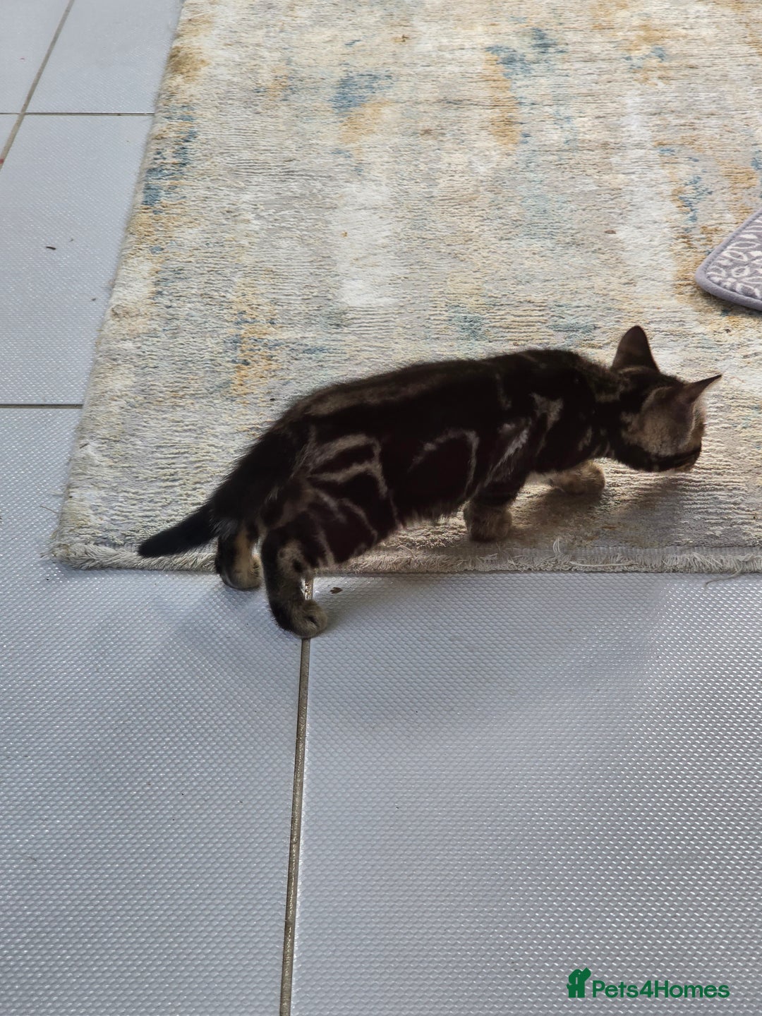 Bengal cats for sale: Half bengal kittens  - Advert 2