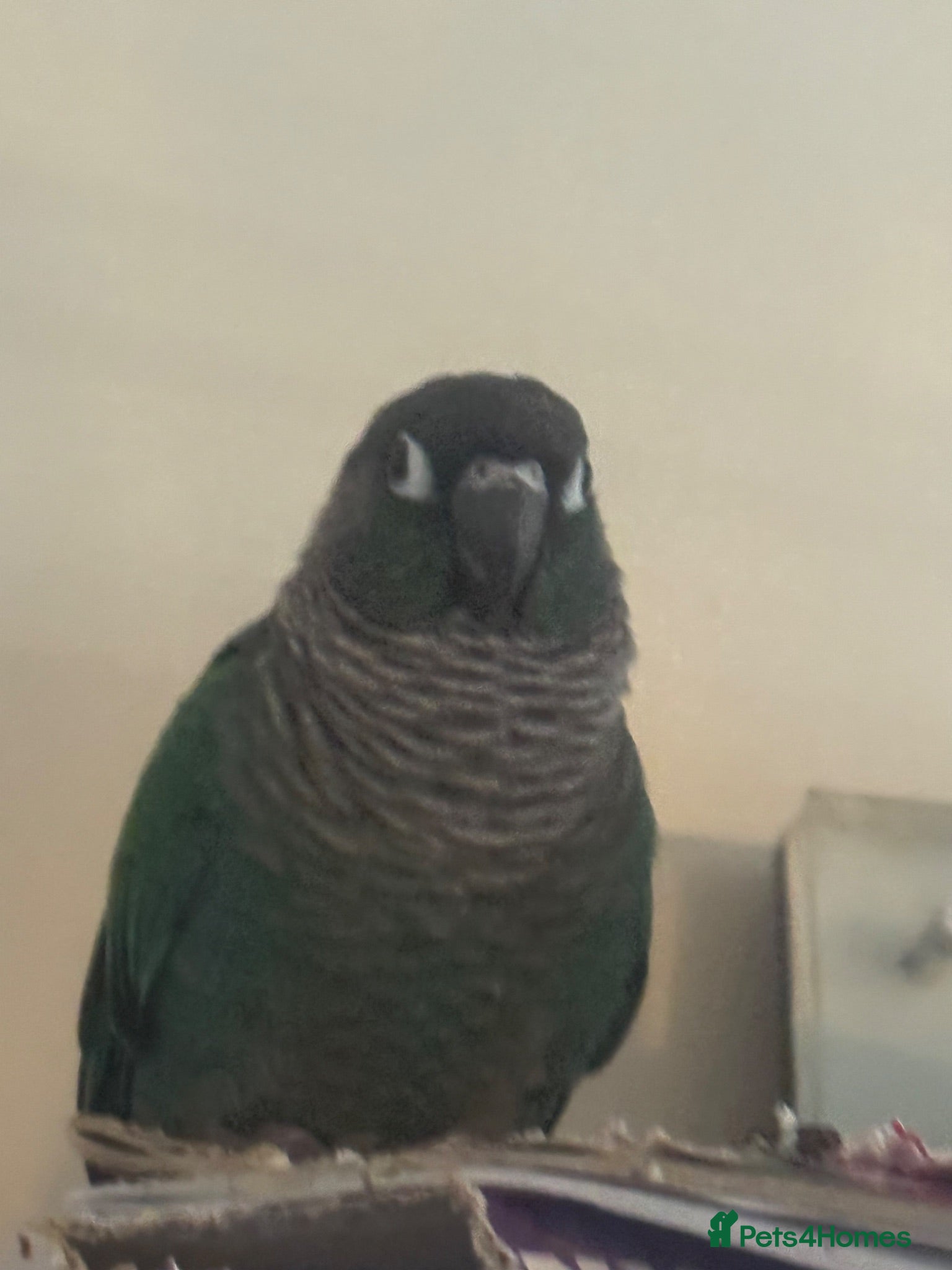 Conures birds Green-cheeked Conure - Advert 1