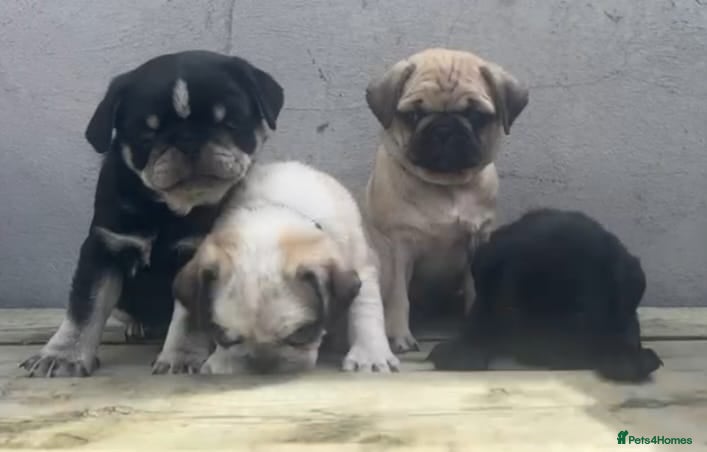 Pug dogs Kc registered pug puppies for sale - Advert 2