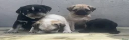 Pug dogs for sale: Kc registered pug puppies for sale - Advert 7