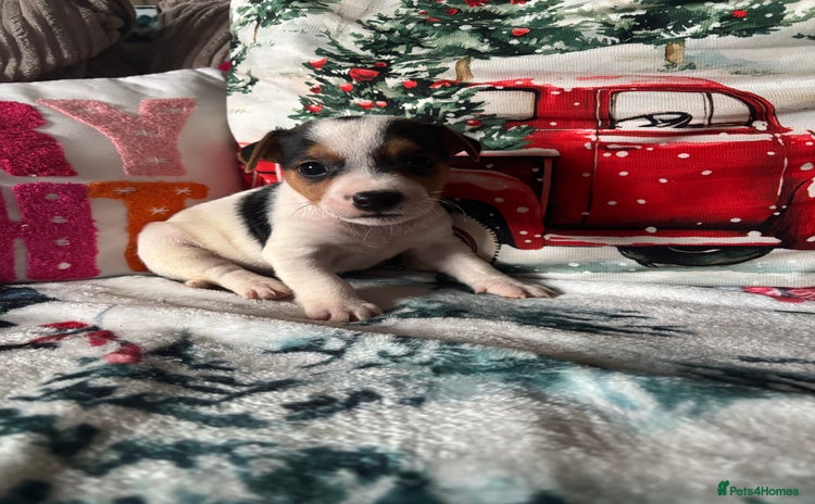 Parson Russell dogs Gorgeous Parson x Jack Russell’s  - Advert 1