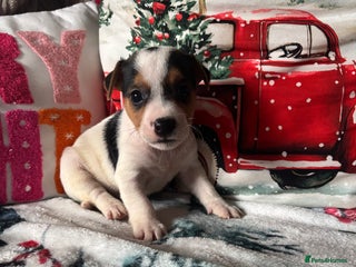 Parson Russell dogs Gorgeous Parson x Jack Russell’s - Advert 3